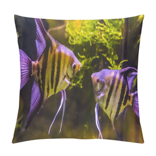 Personality  Two Freshwater Angelfishes Looking At Each Other, Popular Aquarium Pets, Tropical Fish From The Amazon Basin Pillow Covers