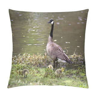 Personality  Canada Goose With Goslings Pillow Covers