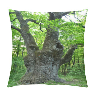 Personality  A Very Large Oak Tree Pillow Covers