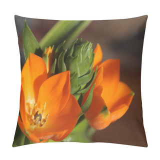 Personality  Orange Blossoms Of Ornithogalum Dubium, The Star Of Bethlehem Pillow Covers