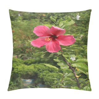 Personality  Pink Hibiscus Flower On Tree In Farm For Sell Are Cash Crops. It's Have Antioxidants.it's Help Weight Loss, Reduce The Growth Of Bacteria And Cancer Cells And Support The Heart And Liver Pillow Covers