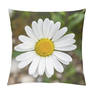 Personality  Top View Of A Beautiful Blooming Flower (Leucanthemum Vulgare Lam., Ox-eye Daisy, Oxeye Daysy, Dog Daisy) In Summer In A Wild Natural Environment. Pillow Covers