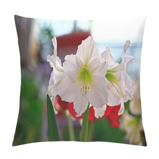 Personality  Colourful Tulip Shooting Up Close, Very Beautiful Pillow Covers
