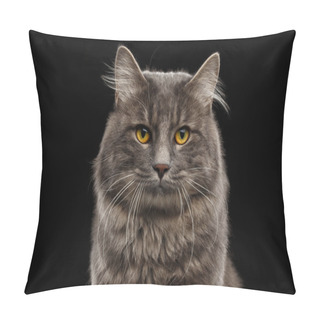 Personality  Closeup Portrait Kurilian Bobtail Cat Curious Looks, Isolated Black Background Pillow Covers