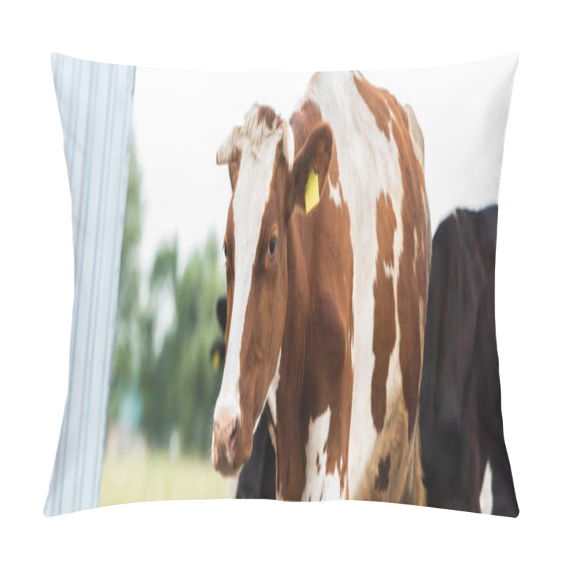 Personality  horizontal concept of brown and white cow with tag in ear on dairy farm pillow covers
