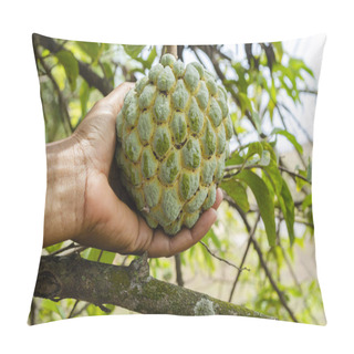 Personality  At A Sweetsop Tree Grasping A Green Pegged Fruit, With Pale Yellow Color Grooves Between Adjoining Pegs, By The Palm Of The Hand To Harvest It. Pillow Covers