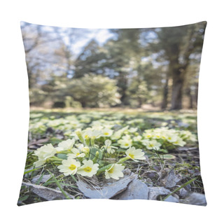 Personality  Primula Vulgaris Flowers In Springtime Pillow Covers