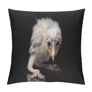 Personality  A Chick Of Barn Owl Tyto Alba Isolated On Black Background Pillow Covers
