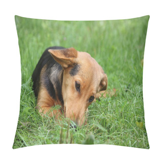 Personality  Cute Small Brown Dog Resting In The Grass Pillow Covers