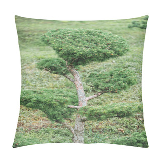 Personality  Evergreen Small Pine Tree Ion Meadow With Grass Pillow Covers