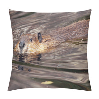 Personality  Beaver Looking At Camera Pillow Covers