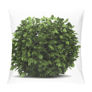 Personality  Japanese Aralia Bush Isolated On White Background Pillow Covers