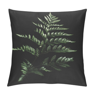 Personality  Herbarium, Pussies, Bouquet On A Black Background. Studio Color Art Photography Of Exotic Plants And Flowers.  Pillow Covers