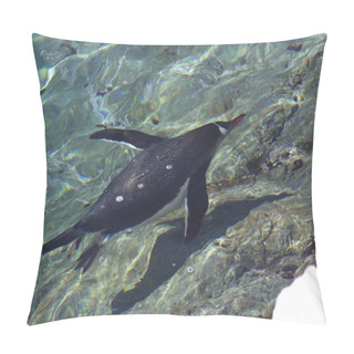 Personality  Gentoo Penguin Floating In The Clear Turquoise Water Of The Anta Pillow Covers