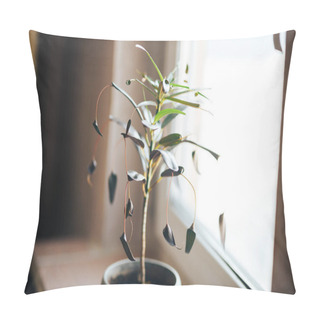 Personality  Close Up Of Curly Dark Red, Black, Green Leaves Of Croton Plant Codiaeum Variegatum Mother And Daughter At Home On Window Selected Focus Pillow Covers