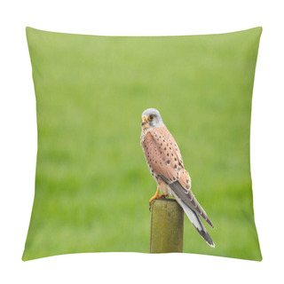 Personality  European Kestrel Stands On A Pole In Front Of A Grass Landscape, Negatice Space Pillow Covers