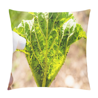 Personality  Woman Hand Using Spray On Rhubarb Plant With Infected By Many Black Aphids. Using No Pesticide, Made With Water, Green Soap And Vinegar. Pillow Covers
