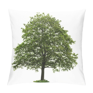 Personality  Isolated Mature Maple Tree Pillow Covers