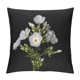 Personality  Fine Art Still Life Detailed Floral Macro Photography Of A Single Isolated Stem Of Withe Phlox With Blossoms, Buds, Stem And Leaves On Black Background Pillow Covers