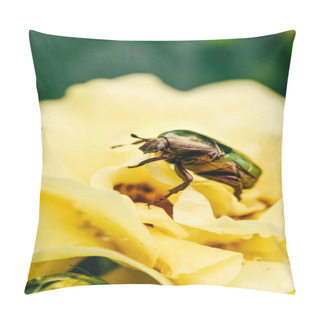 Personality  One Rose Chafer Beetle On Petals Of Yellow Flower In Park Pillow Covers