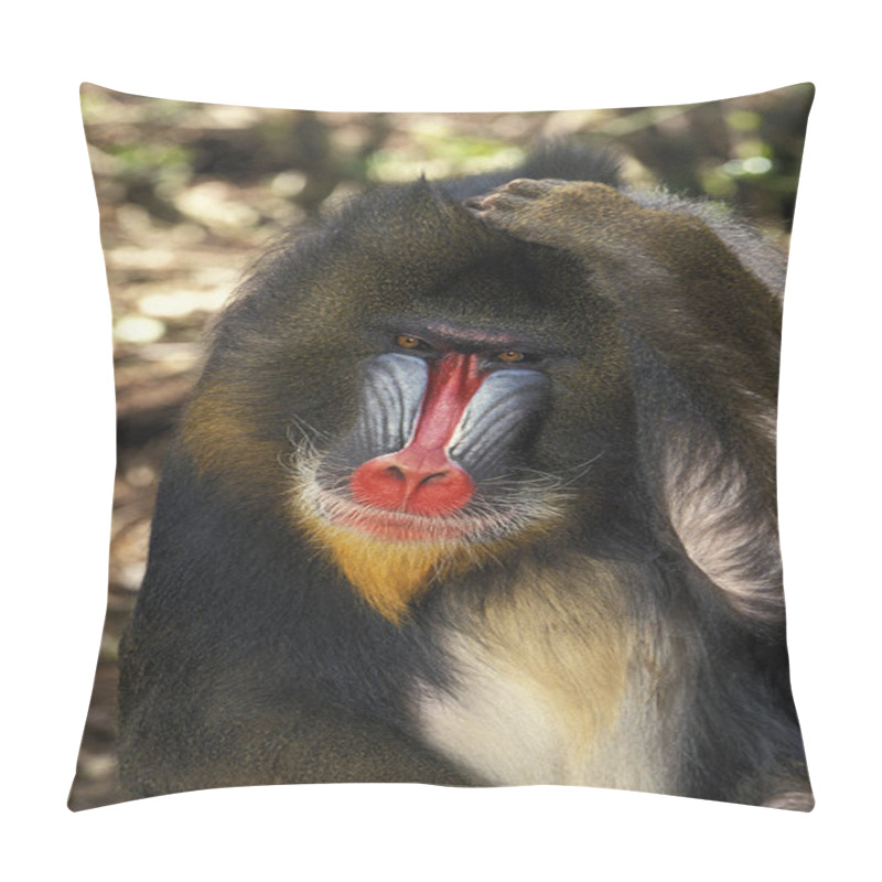 Personality  Mandrill,   Mandrillus Sphinx, Portrait Of Male, Scratching Head   Pillow Covers