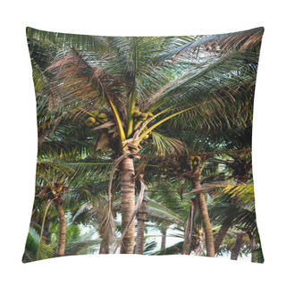 Personality  Palm Trees With Coconuts Pillow Covers