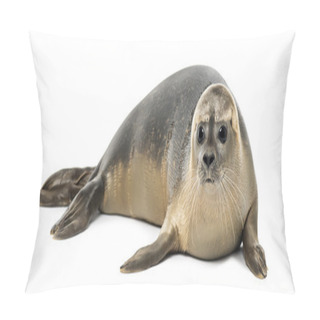Personality  Common Seal Lying, Phoca Vitulina, 8 Months Old, Isolated On Whi Pillow Covers