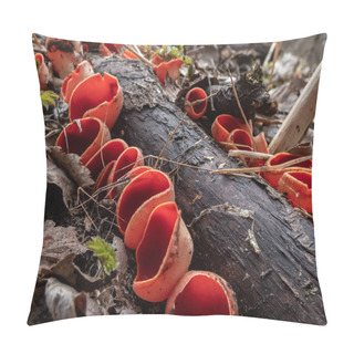 Personality  Cup-shaped Fungus Scarlet Elfcup (Sarcoscypha Austriaca) Fruit Bodies Growing Growing On Fallen Branch Among Leaf Litter In Damp Habitat In Early Spring Pillow Covers