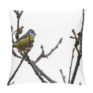 Personality  Amid Dublin's Iconic Phoenix Park, A Delightful Blue Tit Enchants With Its Azure Plumage. This Irish Avian Resident Brings Lively Colors And Cheerful Melodies To The Heart Of Dublin's Northside. Pillow Covers