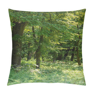 Personality  Selective Focus Of Green Trees And Grass With Sunlight In Forest  Pillow Covers