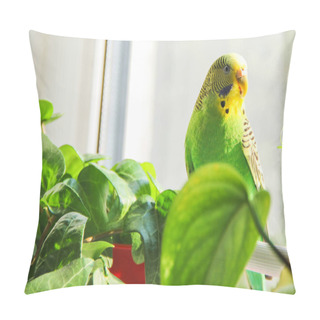 Personality  Budgerigar. Parrot Near The Window Pillow Covers