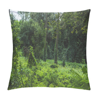 Personality  Tranquil Shot Of Forest With Ground Covered With Green Vine Pillow Covers