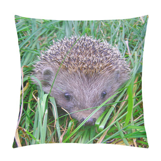 Personality  European Hedgehog Pillow Covers
