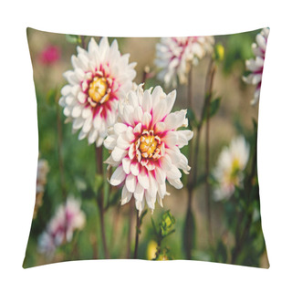 Personality  Dahlia Blossom On Blurred Natural Background. Dahlia Flowers In Green Garden. Blossoming Flowers With White And Purple Petals. Nature And Environment. Floral Shop And Design Pillow Covers