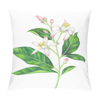 Personality  Watercolor Lemon Branch With Blossom On White Background Pillow Covers