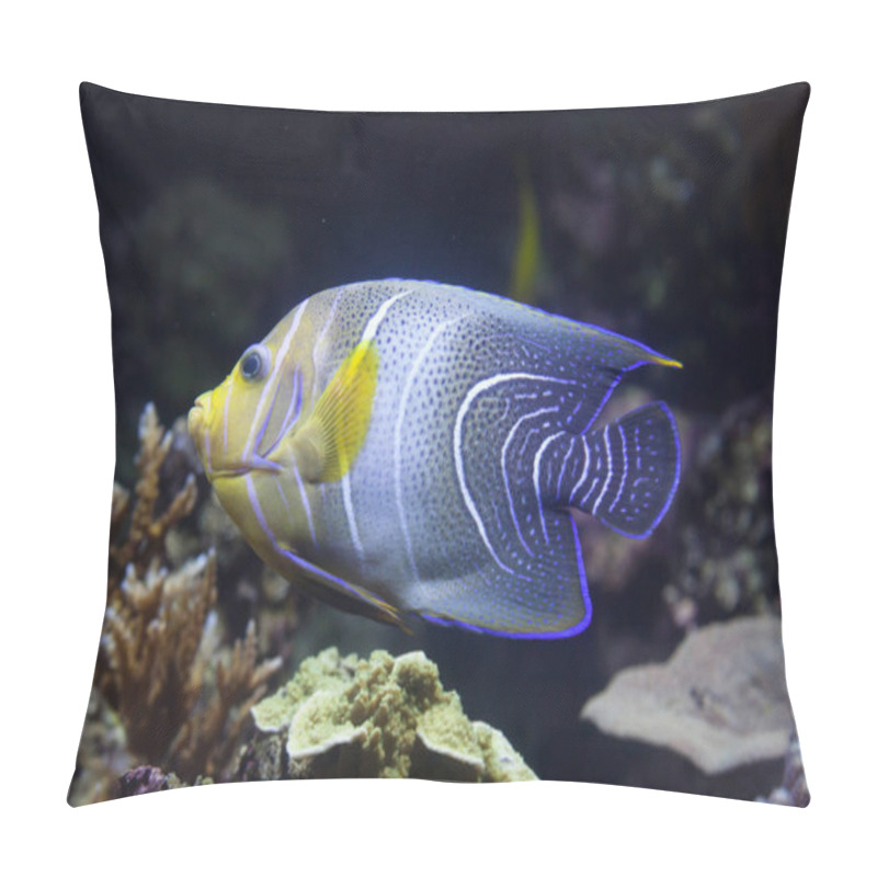 Personality  Semicircle angelfish (Pomacanthus semicirculatus) pillow covers