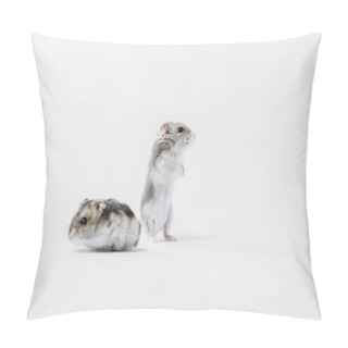 Personality  Two Grey Fluffy Hamsters On Grey Background With Copy Space Pillow Covers