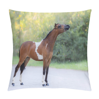 Personality  Full Body Portrait Of Skewbald American Miniature Horse Standing On Nature Background. Pillow Covers