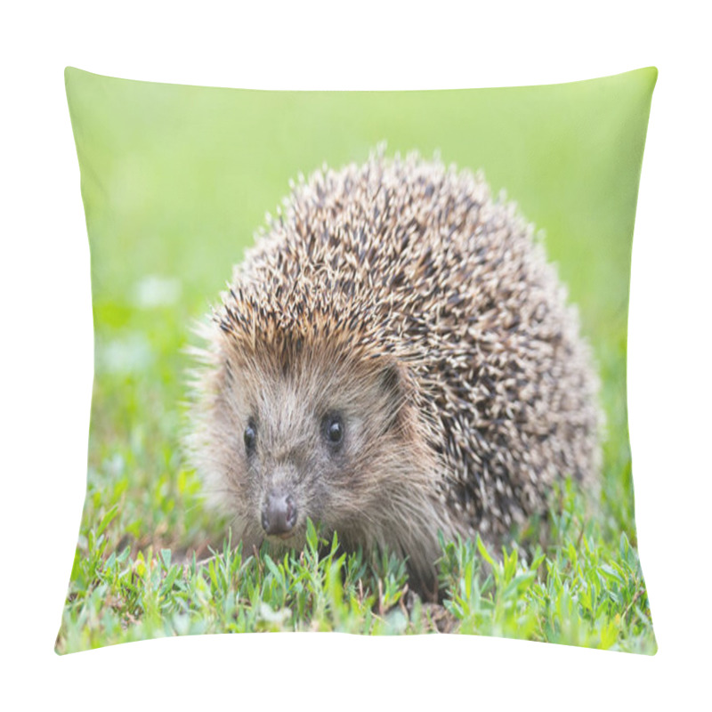 Personality  Hedgehog (Scientific name: Erinaceus Europaeus) close up of a wild, native, European hedgehog, facing right in natural garden habitat on green grass lawn. Horizontal. Space for copy. pillow covers