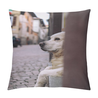 Personality  Dog On The Old Street Pillow Covers