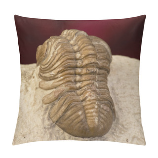 Personality  Oklahoma Trilobite. Pillow Covers