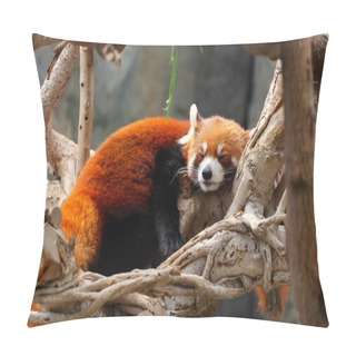 Personality  Red Panda Pillow Covers