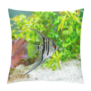 Personality  Beautiful Little Fish Swimming In Water Of Aquarium Pillow Covers