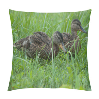 Personality  Brown Ducklings Pillow Covers