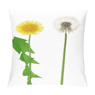 Personality  Two Dandelion Isolated On White Background Closeup Pillow Covers