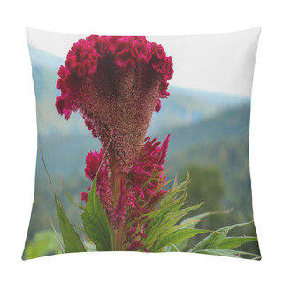 Personality  Close Up Of Magenta Cockscomb Flower Celosia Cristata Pillow Covers