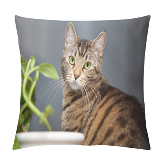 Personality  Cat And Flower On The Window Pillow Covers