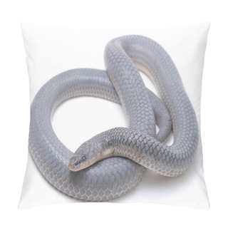 Personality  Xenopeltis Unicolor Shedding It's Skin. Common Names: Sunbeam Snake Is A Non-venomous Sunbeam Snake Species Found In Southeast Asia And Some Regions Of Indonesia. Isolated On White Background Pillow Covers