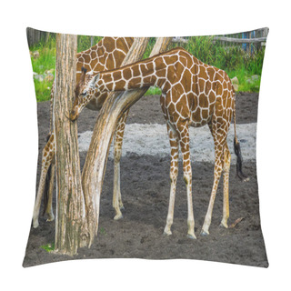 Personality  Northern Giraffe Rubbing Its Head Against A Tree Trunk, Vulnerable Animal Specie From Africa Pillow Covers