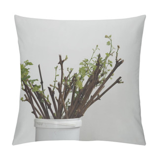 Personality  Gardening. Cutting Grapes. New Processes On The Stalks Of Grapes. Propagation Of Grapes. Pillow Covers